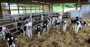 Бизнес-план развития животноводческой фермы Скачать бизнес план развитие животноводства